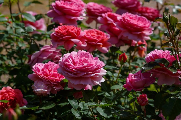 Esta rosa fue creada en 2007. Esta rosa fue creada en 2007. 