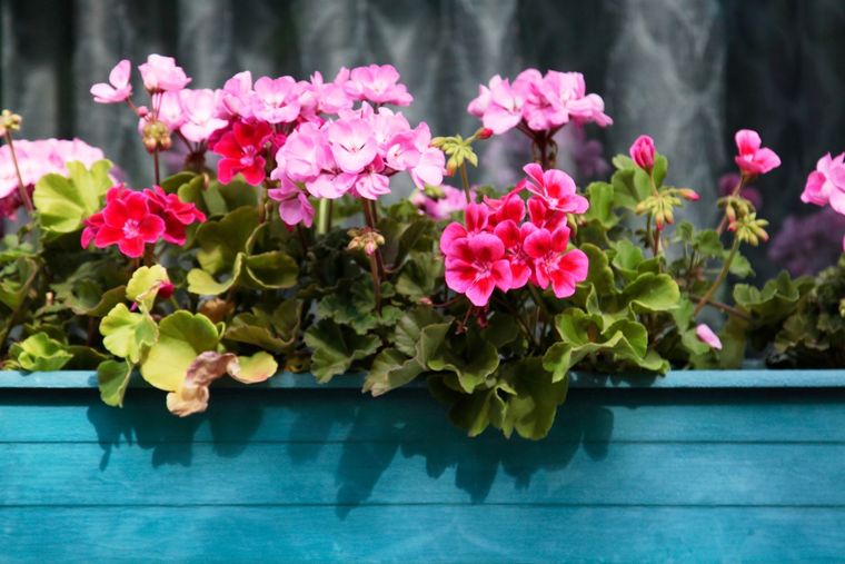 El jardín puede lucir unas flores increíbles con esta receta Foto: SHUTTERSTOCK