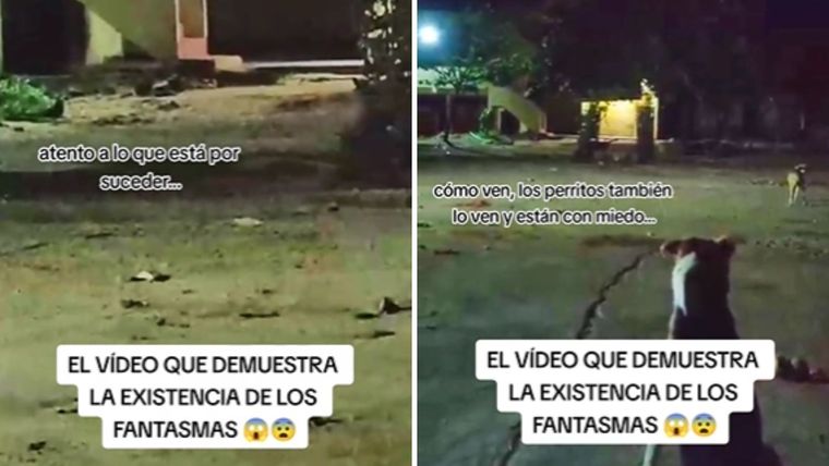 Salió a caminar con sus perros y se encontró con un fantasma ¿Será real? Foto: Captura del video de TikTok