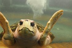 El tortugo Jorge, una de las atracciones del Acuario. Foto: Municipalidad de Mendoza El tortugo Jorge, una de las atracciones del Acuario. Foto: Municipalidad de Mendoza