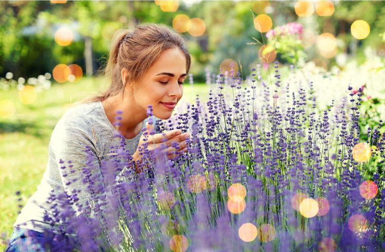 Utiliza compost o fertilizante orgánico una vez al mes para fortalecer tu lavanda. Foto: Shutterstock