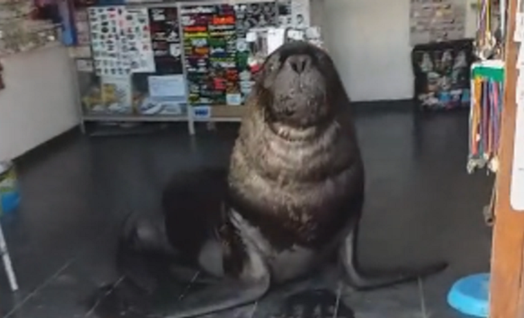 El lobo marino dentro del local donde fue filmado