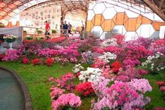 La Fiesta Nacional de la Orquídea se celebra anualmente en Misiones. La Fiesta Nacional de la Orquídea se celebra anualmente en Misiones.