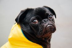 ¿Cómo afecta la lluvia a perros y gatos? 7 consejos para cuidar a los animales de las tormentas Foto: Unsplash