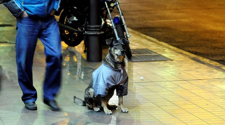 Foto: ALF PONCE MERCADO / MDZ