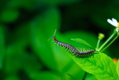MDZol | Esto significa que aparezca un ciempiés en tu hogar Foto: Shutterstock
