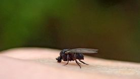 Qué es el barigüí, el insecto que reaparece con el calor, muerde e invade Buenos Aires