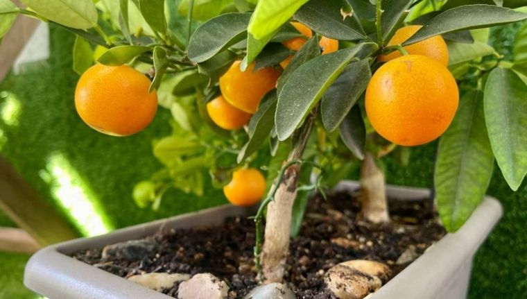 Cuáles son las frutas que puedes plantar en macetas (Shutterstock).