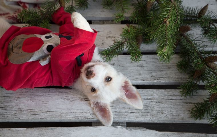 MASCOTAS CUIDADOS DE LOS PERROS EN NAVIDAD. Foto: SHUTERSTOCK