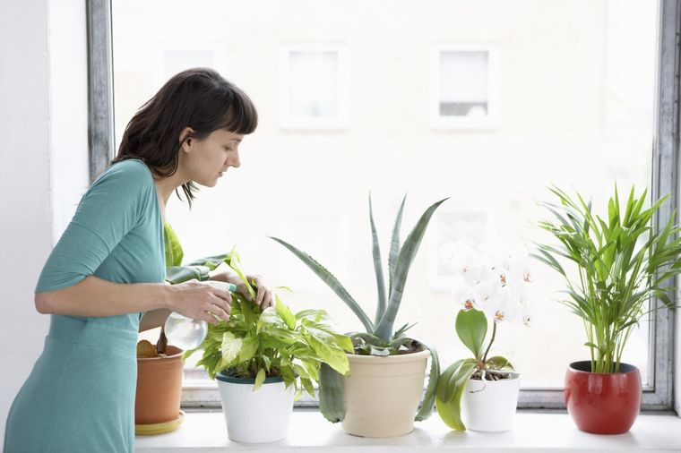 Conoce todos los detalles sobre el riego y la pulverización de las plantas Foto: Ecoverde