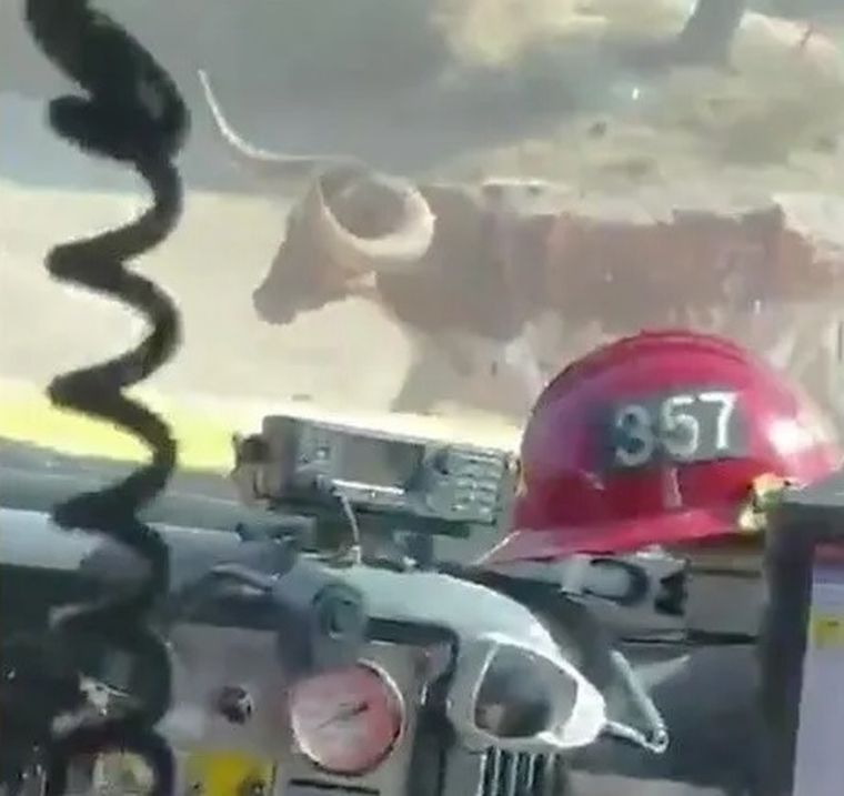 El toro salvaje persigue a los bomberos que intentaban apagar el incendio forestal