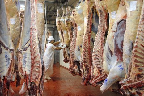 La faena de hembras representa hoy en torno al 48% del total, pero para los analistas cualquier guarismo que supere el 43% pone en riesgo el crecimiento equilibrado del rodeo a futuro.