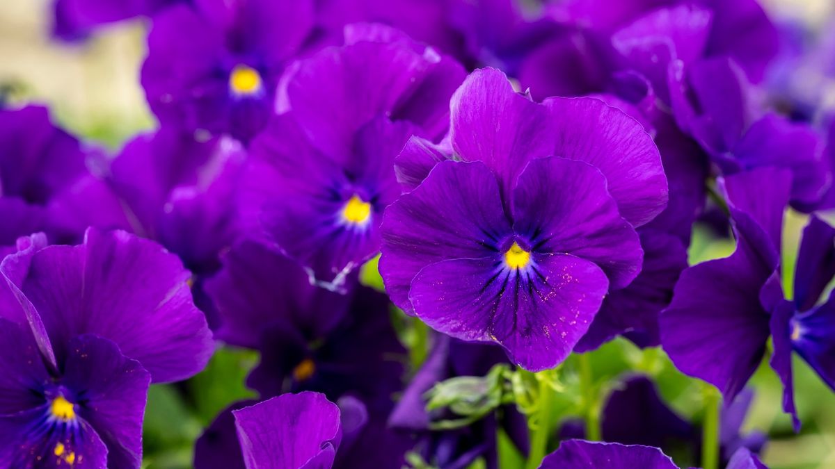 Jardín en otoño: 3 plantas para sembrar en abril con color y aroma