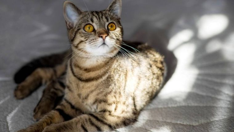 ¿Cuál es el significado soñar con gatos? (Shutterstock)