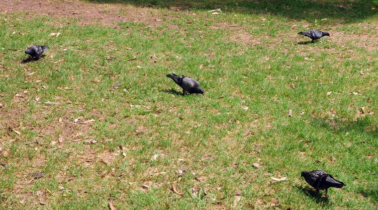 Un truco para terminar con las palomas. Un truco para terminar con las palomas.