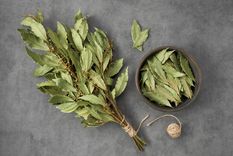 El poder y la energía del laurel. Rituales efectivos con sus hojas. Foto: SHUTERSTOCK