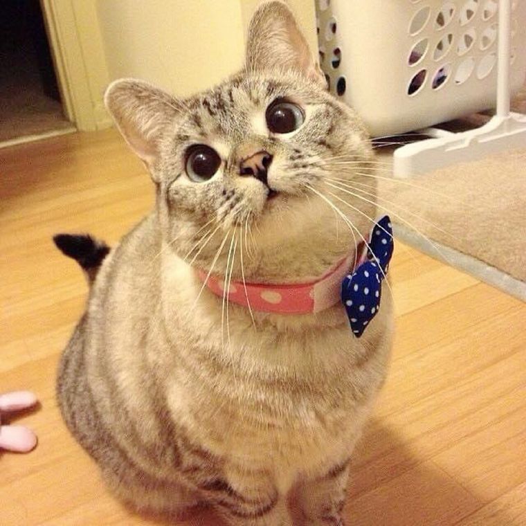 MASCOTAS NALA ES LA GATITA CON MÁS SEGUIDORES EN INSTAGRAM Foto: INSTAGRAM @nala_cat