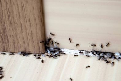 MDZol | Cómo utilizar el bicarbonato de sodio para eliminar a las hormigas (Shutterstock).