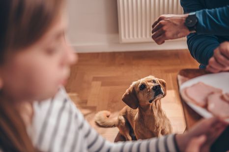 Este alimento causa vómitos y diarrea en el perro Foto: SHUTERSTOCK