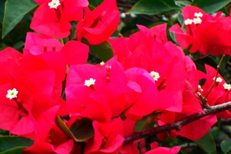 Buganvilla o buganbilia es la planta trepadora conocida científicamente como Bougainvillea. Foto: (c) 106611639464075912591 - mexico.inaturalist.org Buganvilla o buganbilia es la planta trepadora conocida científicamente como Bougainvillea. Foto: (c) 106611639464075912591 - mexico.inaturalist.org