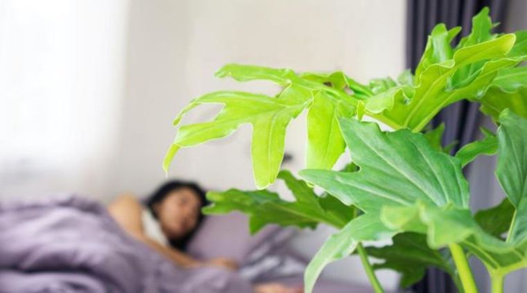 Estas plantas tendrán un efecto positivo en tu vida si las colocas en tu habitación. Foto: Shutterstock