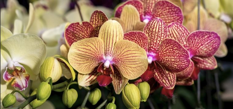 Las orquídeas se caracterizan por sus hermosas flores.