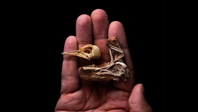 El descubrimiento del cráneo de un ave que proporciona datos claves sobre la evolución de las aves se convirtió en la tapa de la prestigiosa revista Nature. Foto: Fotografía de Stephani Abramowicz (NHM-Los Angeles) / Conicet