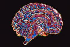 La neurociencia ha empezado a explorar cómo el poder político y el contexto institucional influyen en la actividad cerebral asociada a decisiones corruptas o inmorales. La neurociencia ha empezado a explorar cómo el poder político y el contexto institucional influyen en la actividad cerebral asociada a decisiones corruptas o inmorales.