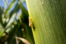 La chicharrita del maíz está generando grande pérdidas en campos de la principal zona productiva del país Foto: Shutterstock