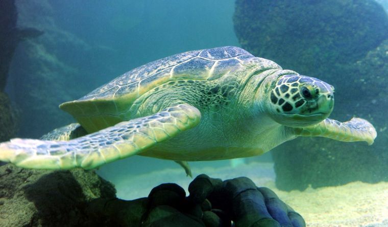 Las tortugas marinas sufren el impacto de la contaminación ambiental. Foto: Efe.