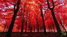 ¿Qué pasa si alguno se cae y no hay nadie ahí? Foto: GETTY IMAGES