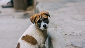 El secreto de cuatro letras: cómo espantar a un perro con una palabra Foto: Shutterstock