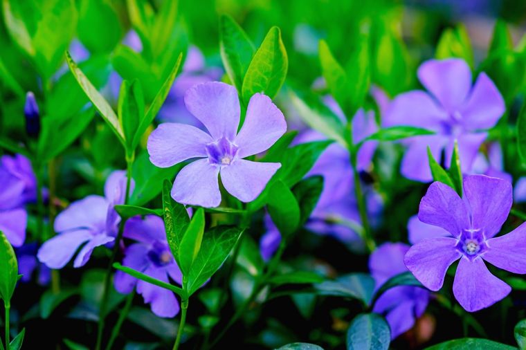 Las vincas tendrán flores durante todo el año con este abono casero Foto: Shutterstock