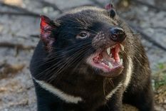 El demonio de Tasmania se trata de un marsupial. Foto: Shutterstock