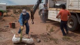 Investigadores del Conicet identificaron una nueva especie de dinosaurio saurópodo que habitó la Patagonia hace unos 83 millones de años. Investigadores del Conicet identificaron una nueva especie de dinosaurio saurópodo que habitó la Patagonia hace unos 83 millones de años.