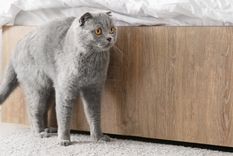 Si tu gato está orinando en casa, podría estar estresado y necesitar sentirse más seguro. Foto: Shutterstock