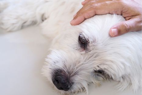 Un cuidado diario de sus ojos mejora la salud de tu mascota. Foto: Shutterstock Un cuidado diario de sus ojos mejora la salud de tu mascota. Foto: Shutterstock