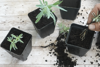 MDZol | Creá tus propios esquejes con el enraizante correcto Foto: Shutterstock