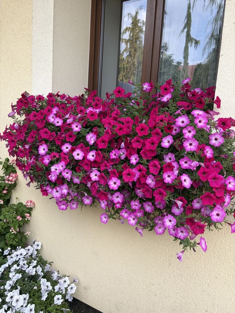 Flores para tu balcón.