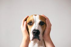 Cómo tu ansiedad afecta a tu perro, conocé los detalles en la nota Foto: Freepik
