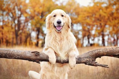 MDZol | golden retrievers