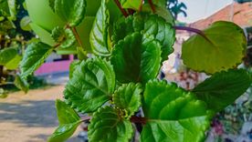 Una planta sencilla de cuidar que combina decoración y simbolismo de prosperidad. Una planta sencilla de cuidar que combina decoración y simbolismo de prosperidad.