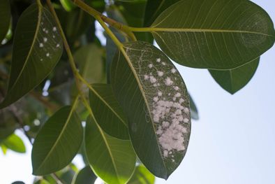 MDZol | El tabaco del cigarrillo es clave para eliminar las cochinillas de las plantas del jardín Foto: Shutterstock