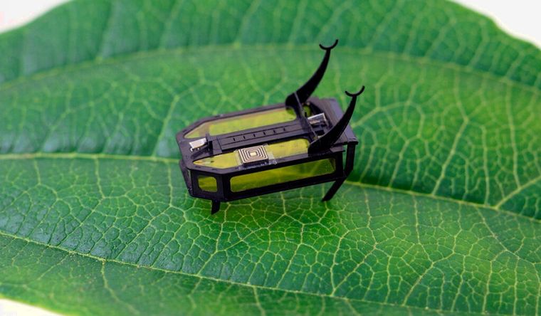 Robeetle, el robot de rastreo más liviano jamás desarrollado. Foto: Wsu.org