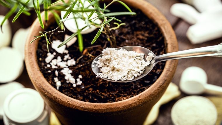 Las cáscaras de huevo son el ingrediente fundamental para las plantas del jardín.