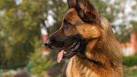 Conmoción en San Francisco: una beba de un año murió tras el ataque de un perro ovejero alemán. Foto: Shutterstock