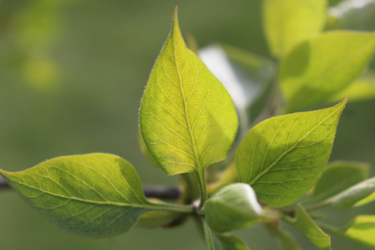 Hay muchas plantas que pueden sobrevivir durante largos períodos de tiempo con poca cantidad de agua. Foto: Pixabay - pixabay.com