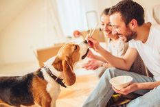 MASCOTAS ¿LOS PERROS QUIEREN A SUS AMOS SÓLO POR LA COMIDA? Foto: hogarmania.com