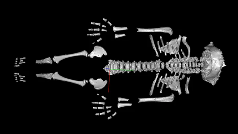 La investigación comparó dientes y huesos del pequeño esqueleto y concluyó que los neandertales desarrollaban el cuerpo más rápido que los humanos modernos. La investigación comparó dientes y huesos del pequeño esqueleto y concluyó que los neandertales desarrollaban el cuerpo más rápido que los humanos modernos.