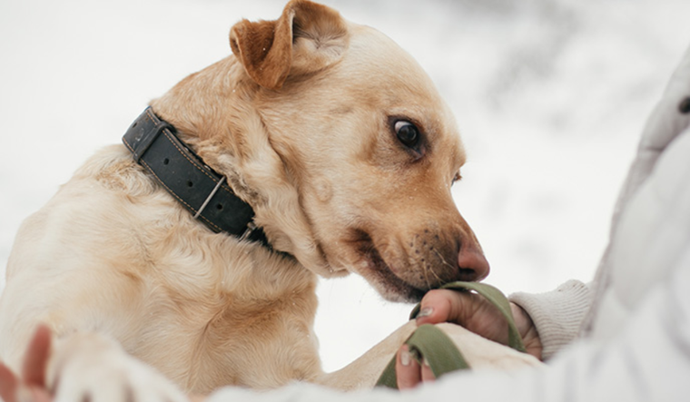 Para adoptar un nuevo miembro a la familia hay que dejar los estereotipos atrás Foto: Shutterstock
